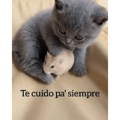 Gatitos 😽 13