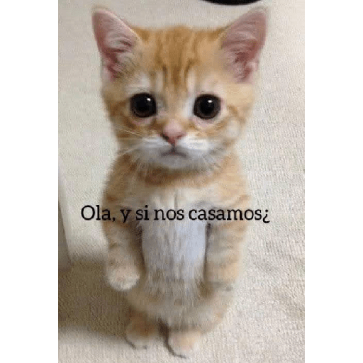 Gatitos 😽 14