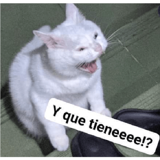 Gatitos 😽 28