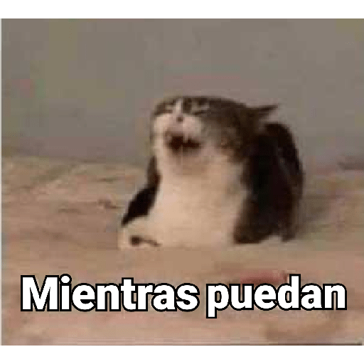 Gatitos 😽 19