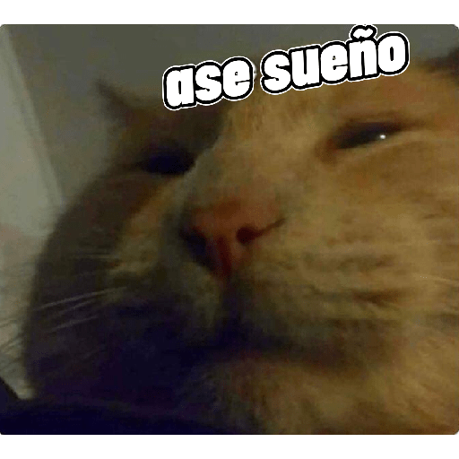 Gatitos 😽 22