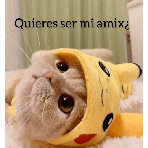 Gatitos 😽 4