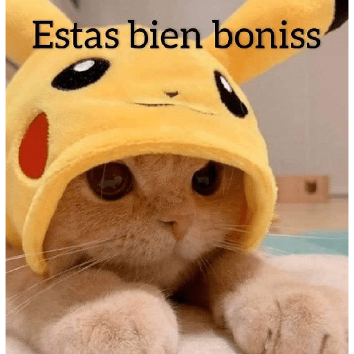 Gatitos 😽 1