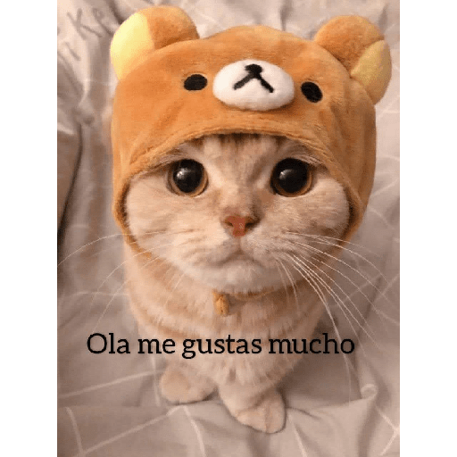 Gatitos 😽 5