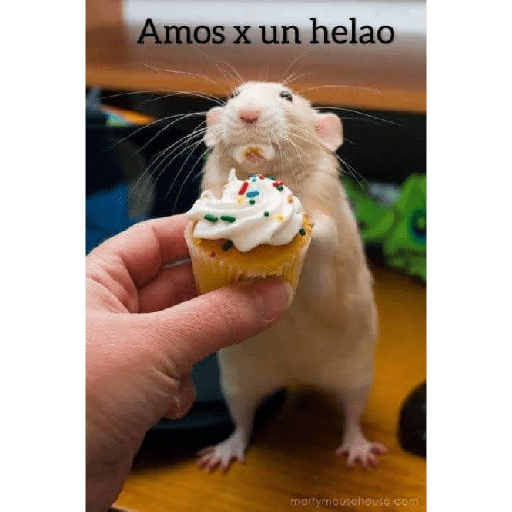 Gatitos 😽 7