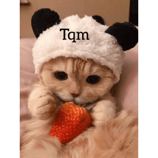 Gatitos 😽 12
