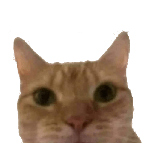 Gatitos 😽 21