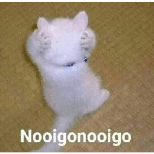 Gatitos 😽 24