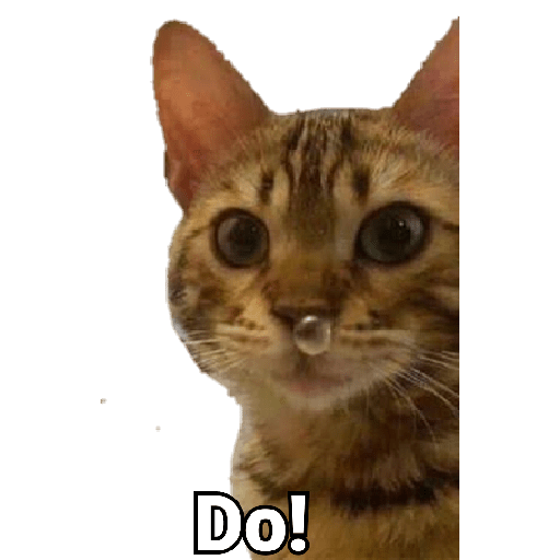 Gatitos 😽 20
