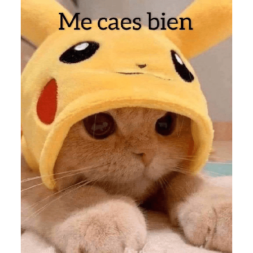 Gatitos 😽 6