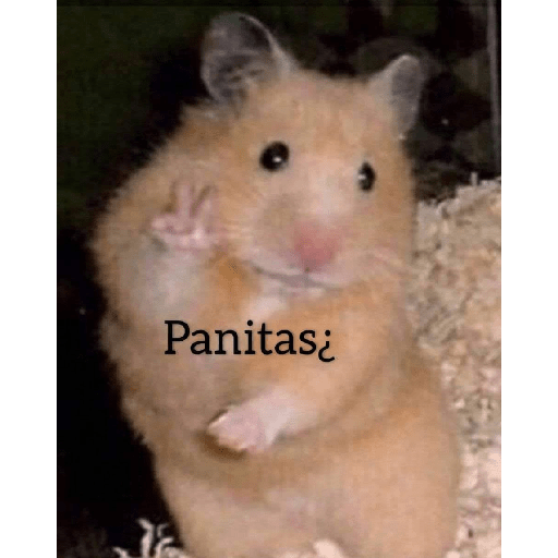 Gatitos 😽 10