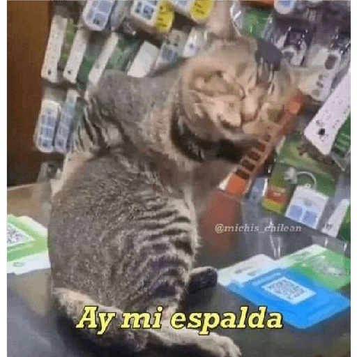 Gatitos 😽 26