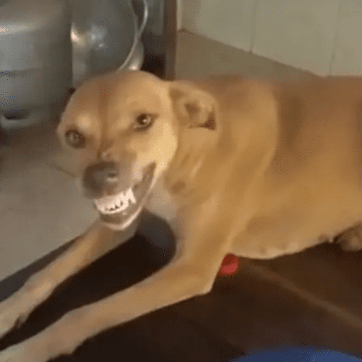 Desnecessárias, mas bom ter  30