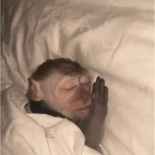 Monkeis🙊