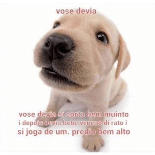 Doguitos 10