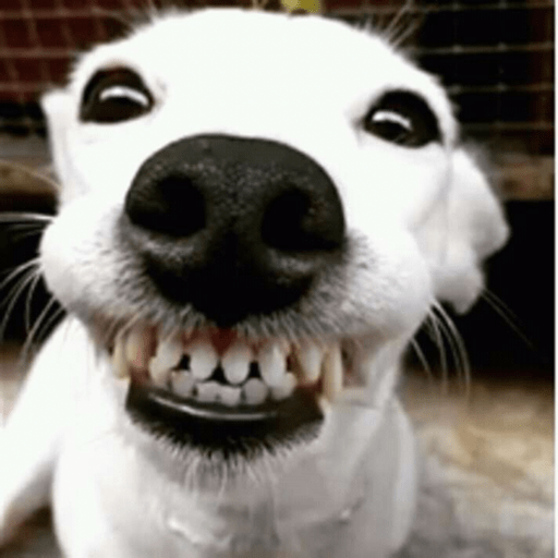 Doguitos 8