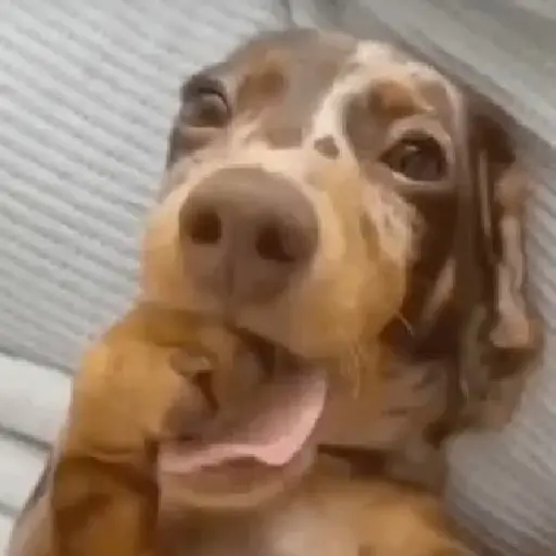 Dog 1