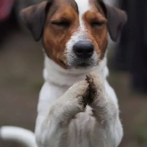 Dog 3