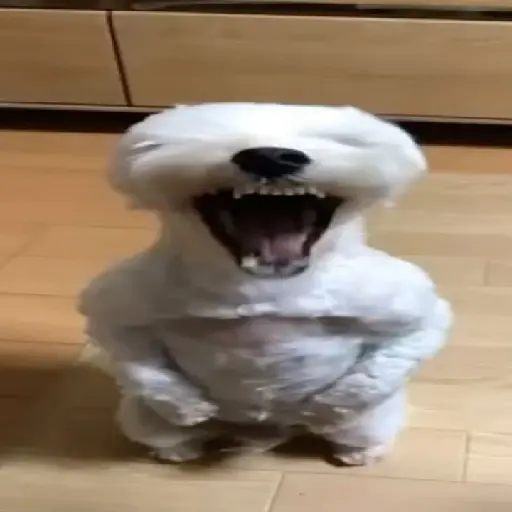 Dog 4
