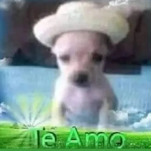Dog 5