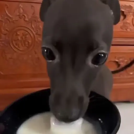 Dog 7