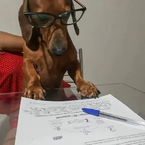 Dog 8