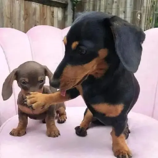 Dog 9