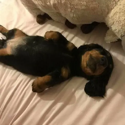 Dog 11