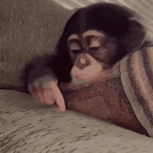 Macaco caco e seus amigos 2