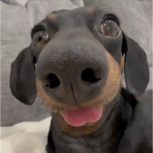 Macaco caco e seus amigos 17
