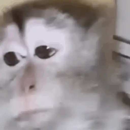 Macaco caco e seus amigos 3