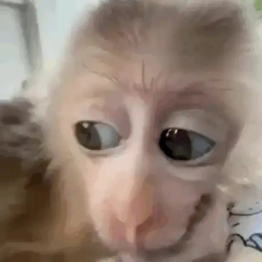 Macaco caco e seus amigos 9