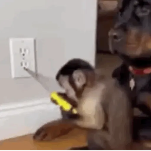 Macaco caco e seus amigos 5