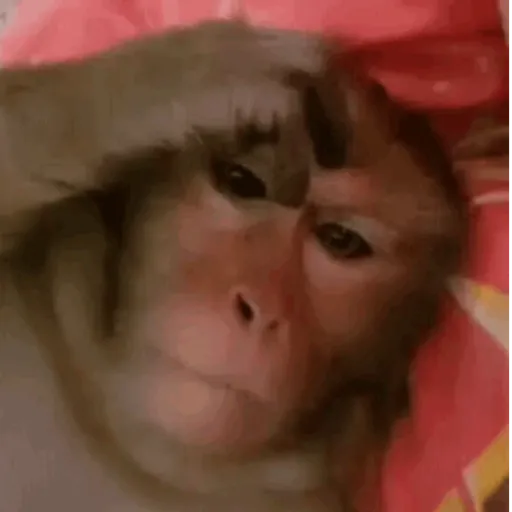 Macaco caco e seus amigos 1