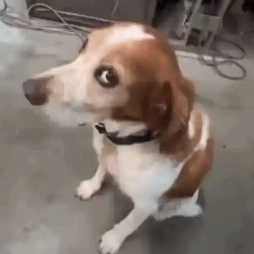 Macaco caco e seus amigos 6