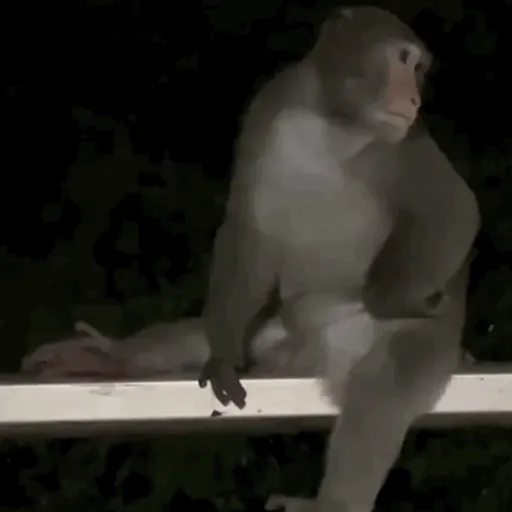 Macaco caco e seus amigos 15