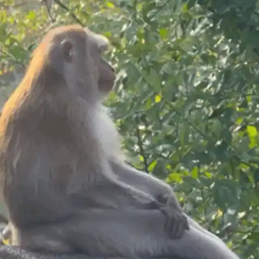 Macaco caco e seus amigos 14