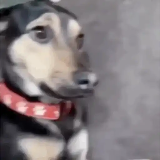 Macaco caco e seus amigos 13