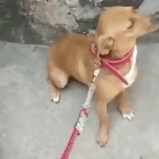 Macaco caco e seus amigos 8