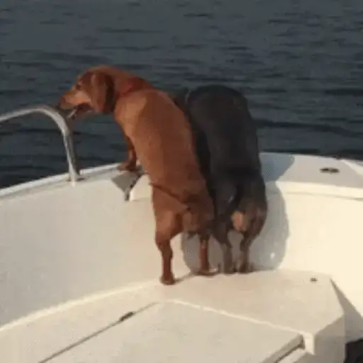 Perros salchicha Mov 25