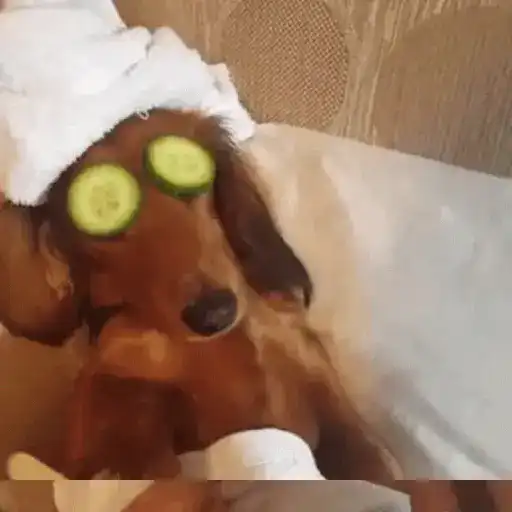 Perros salchicha Mov 26