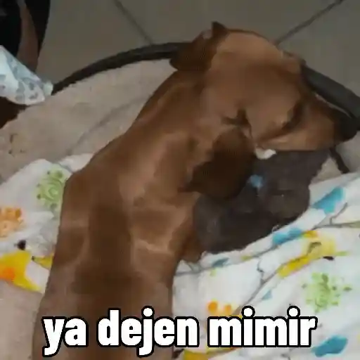 Perros salchicha Mov 16