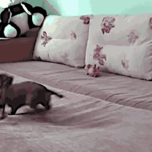 Perros salchicha Mov 23