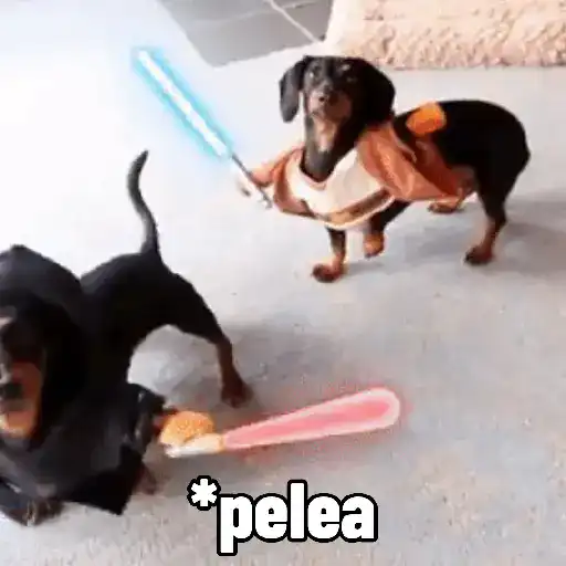 Perros salchicha Mov 10