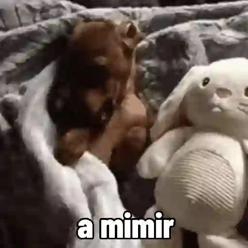 Perros salchicha Mov 7