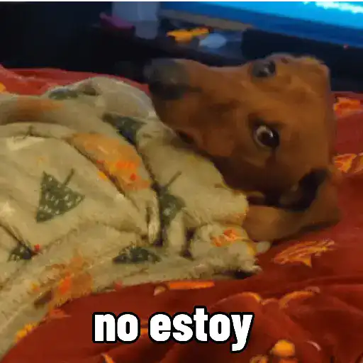 Perros salchicha Mov 29