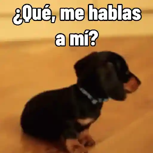 Perros salchicha Mov 3