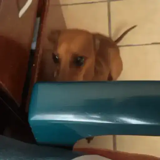 Perros salchicha Mov 17