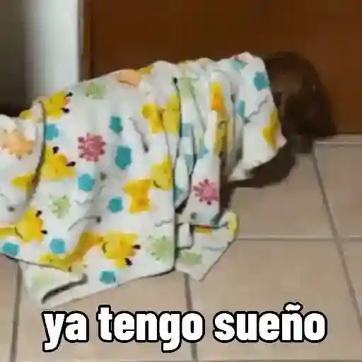 Perros salchicha Mov 15