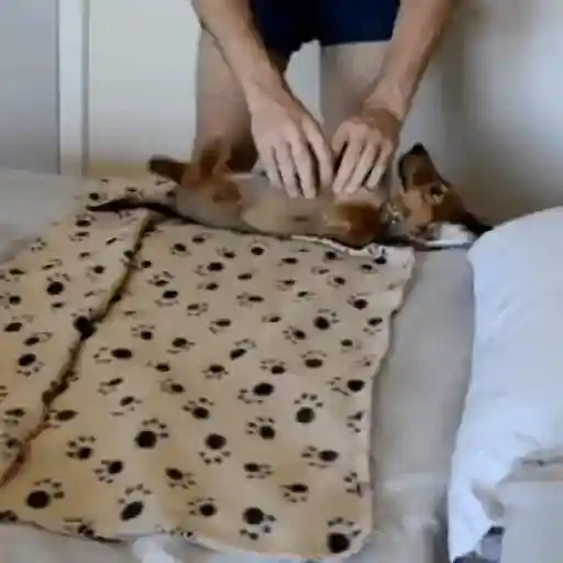 Perros salchicha Mov 9